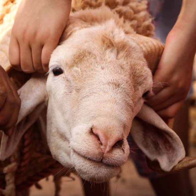 AXIS Lebih Bermakna, Ini Kegiatan yang Seru Buat Idul Adha 2022 image gambar