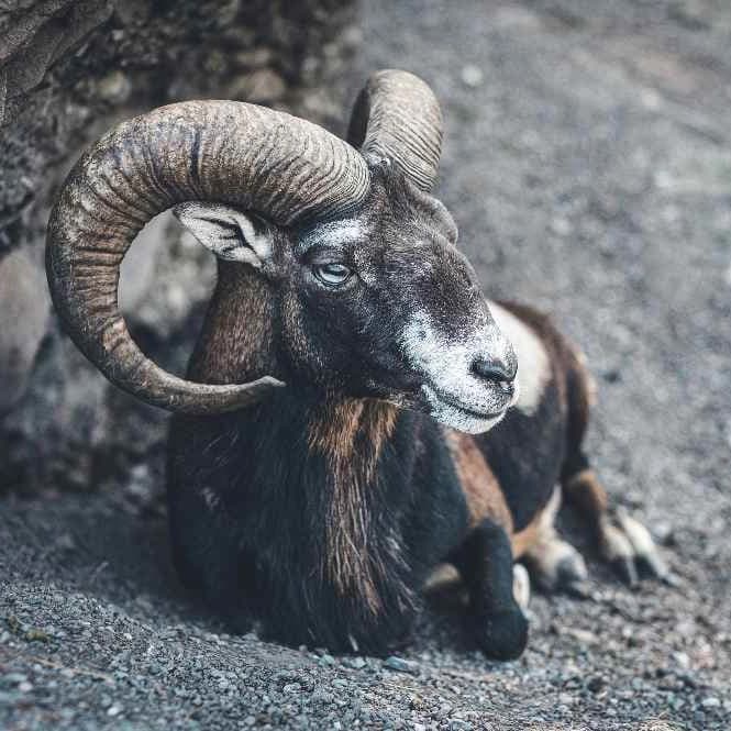 AXIS Ramalan Zodiak Aries Hari Ini, Yuk Cek di Sini! image gambar